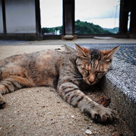 尾道で出会った猫  #04