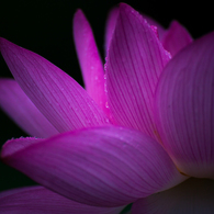 紅蓮華