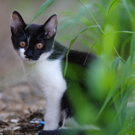 猫と猫じゃらし