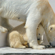 シロクマ親子