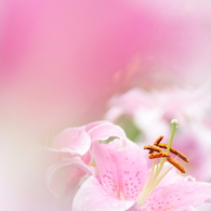 華やいだ刻