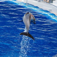 水族館イルカショー３