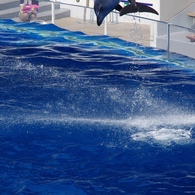 水族館イルカショー４