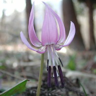 高島市　マキノ町　カタクリの花
