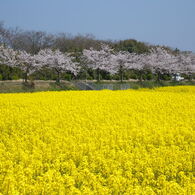 高島市　桜と菜の花