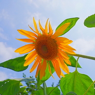 夏の大輪