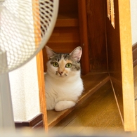 あたし入ってないからね！　ｂｙさくら