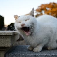 待ちぼうけ