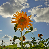 Solar Flower