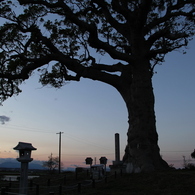 長太の大楠