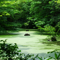 小金井公園