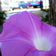 都会のアサガオ