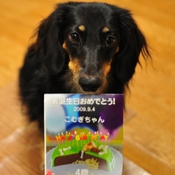 こむぎ　４歳