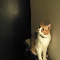 シロも玄関好き