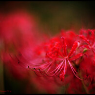 Like a Fire Flower 