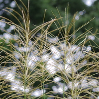 秋の花・ススキ