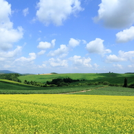 丘の夏景色