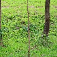 捨てられた？還された？