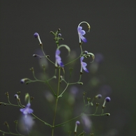 Ｔ・Ｆさんちの花畑　その２ー３
