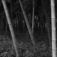 Bamboo