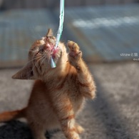 strawと猫