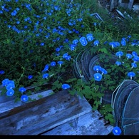 blue　〜朝陽を浴びて〜