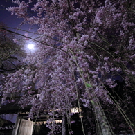 月と枝垂れ桜