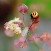 なんかのカメムシ系の幼虫かな
