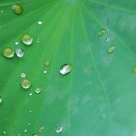 雨音はショパンの調べ
