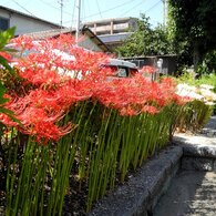 彼岸花２