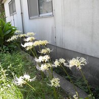 黄色い彼岸花２