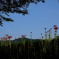 巾着田の曼珠沙華