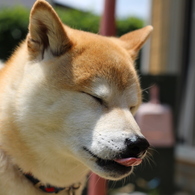 息子