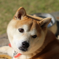 ひなたぼっこ