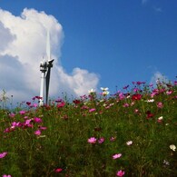 秋桜