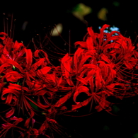 紅いうねり