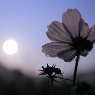 太陽と秋桜