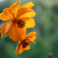 Morning dew