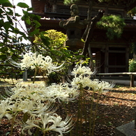 山門のシロバナ