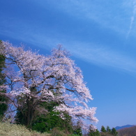 自然のままに - 箱石の追猪桜