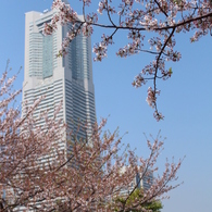 桜とランドマークタワー