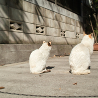 猫撮り散歩363