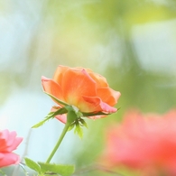 薔薇の”語り”