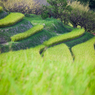 日本の原風景