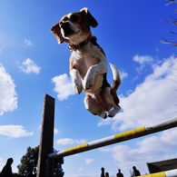 Jumping