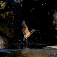 モミカワが撮れる公園で１