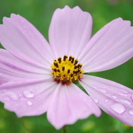 雨上がりの秋桜