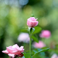 薔薇の薗＿Ⅲ