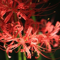 Lycoris rediata*