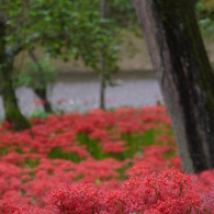 巾着田曼珠沙華公園